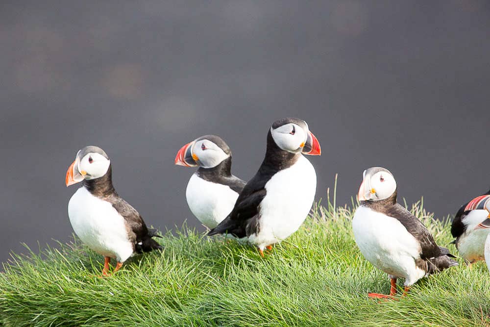 Ingolfshofdi has a big Puffin population and is 20 kilometers east of Hotel Skaftafell